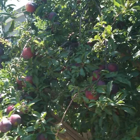 Villamalikane * Kusadası